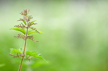 Stinging nettle against blurred background