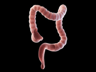 3d rendered medically accurate illustration of the colon anatomy