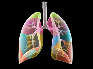 3d rendered medically accurate illustration of the lung segments