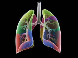 3d rendered medically accurate illustration of the lung segments