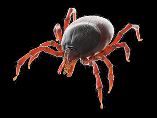 3d rendered illustration of a tick