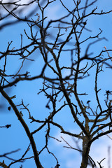 Silhouette von schwarzen Zweigen ohne Laub vor blauem Himmel
