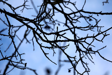 Fototapeta na wymiar Silhouette von schwarzen Zweigen ohne Laub vor blauem Himmel als abstraktes close up