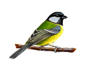 Portrait of a tit bird sitting on a branch on white background, hand drawn sketch © kapona