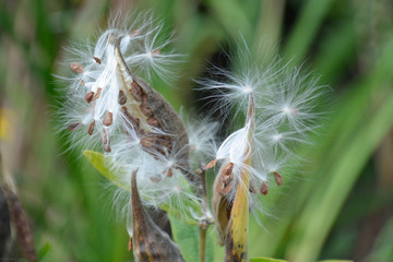 seed pod on green background