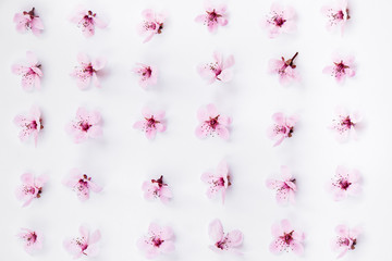 Pink cherry blossom pattern composition on white background. Easter, spring, summer concept. Flat lay, top view