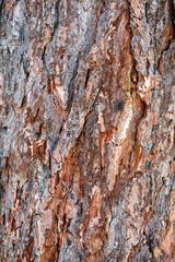 Nahaufnahme von alter Baumrinde mit grober Beschaffenheit und Ritzen und Rillen