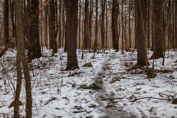 Acton, United States, February 27, 2019. Wild wood under the show during the winter time in Grassy Pond Conservation Area, Massachusetts, United States
