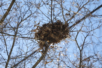 Vogel Nest im Baum mit Zweigen und blauem Himmel