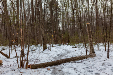 Acton, United States, February 27, 2019. Wild wood under the show during the winter time in Grassy...