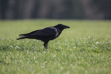 THE CROW