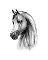 Horse head portrait on a white background. Hand drawn sketch