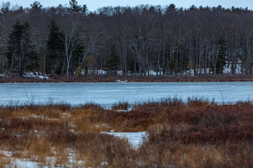 Acton, United States, February 27, 2019. Grassy Pond Conservation Area or raw nature in winter time, Massachusetts, United States
