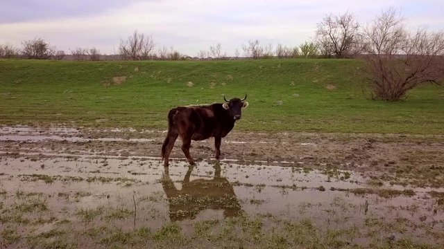 Cow staring at camera while approaching