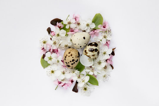 Nest of variety of blossoms with quail eggs on white background. Easter, spring, summer concept. Flat lay, top view