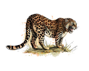 Portrait of a leopard from a splash of watercolor