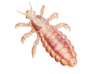 3d rendered illustration of a head louse