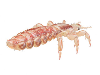 3d rendered illustration of a head louse