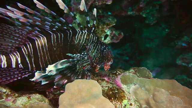 lion fish, coral reef, Sharm-el-Scheich, Egypt