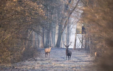 Gordijnen Red deers in forest in winter time © Budimir Jevtic