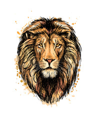 Portrait of a lion head from a splash of watercolor
