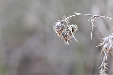 Carduus acanthoides Dry seeds, spiny plumeless thistle, welted thistle, or plumeless thistle, native to Europe and Asia.