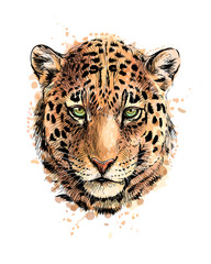 Portrait of a leopard head from a splash of watercolor © kapona