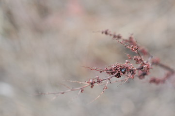 Dry water dock seeds on stam (Rumex hydrolapathum, the great water dock, or giant water dock,)