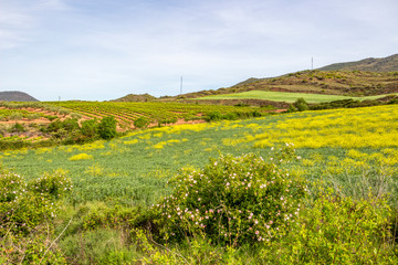Beautiful May agricultural landscape on the Camino de Santiago, Way of St. James between Cirauqui and Lorca in Navarre, Spain