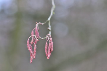 Alder flowering plants (Alnus) (Alnus serrulata) flowers on the branch