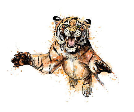 Portrait of a tiger jumping from a splash of watercolor