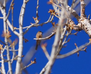 Say's phoebe