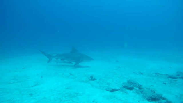 Bull shark swimming with remoras in the waters off Playa del Carmen.