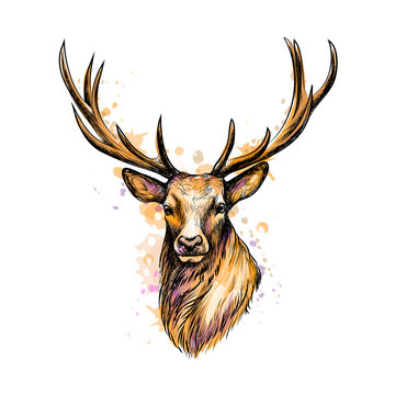 Portrait of a deer head from a splash of watercolor