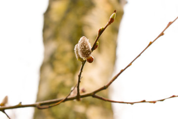 Willow after rain