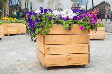 Fototapeta na wymiar Large wooden pot with flower in outdoor. Large wooden pot with flowers