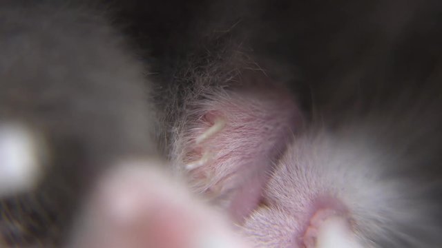 Maco shot of a grey hamster dreaming