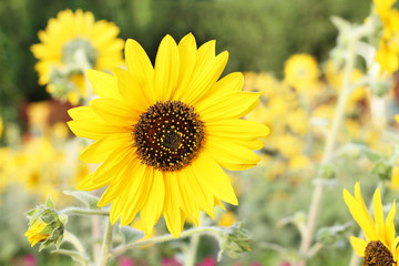 Decorative sunflowers on a background of flower beds in the park. Closeup