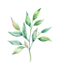 Green leaves and branche isolated on white background. Watercolor painting for wedding invitations,greeting card and design.