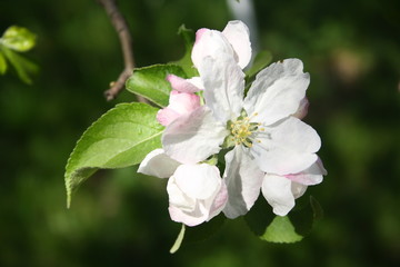 Apple tree white and pinkish flowers. The central flower of the inflorescence is called the king bloom.