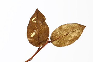 dry leaf isolated on white background