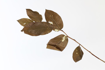 Dried magnolia leaves isolated