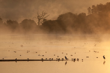 Obraz na płótnie Canvas Misty Dawn at Chew Valley Lake