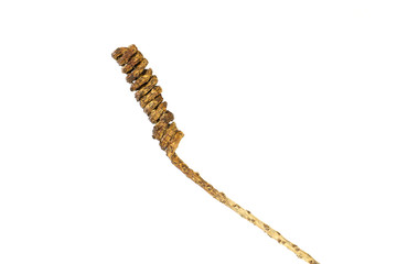 Dried spring branch isolated on white