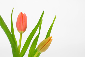 red tulips isolated on white background