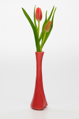 red tulips in vase isolated on white