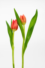 red tulips isolated on white background
