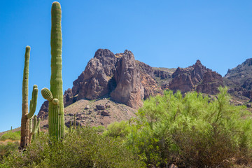 Bright Arizona Landscape with Tall Cacti and Close Up View of the Superstition Mountains