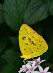 Nahaufnahme eines gelben Zitronenfalters an einer rosa blüte