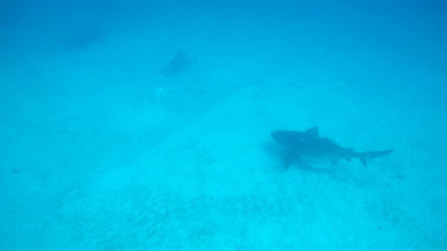 Bull shark swimming with remoras in the waters off Playa del Carmen.